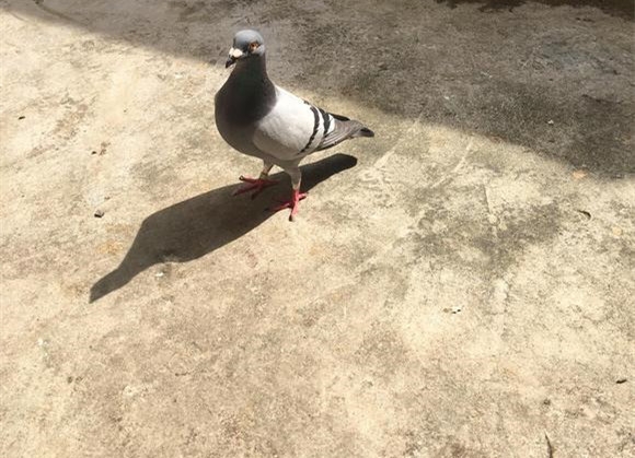 按此在新窗口浏览图片