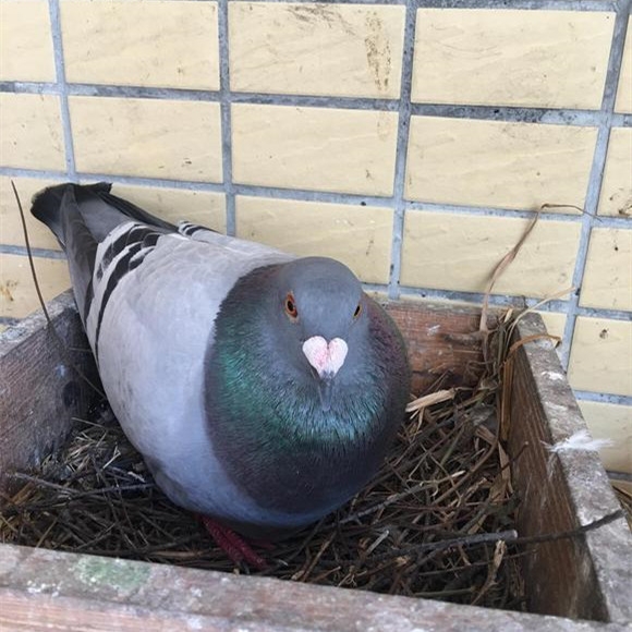 按此在新窗口浏览图片